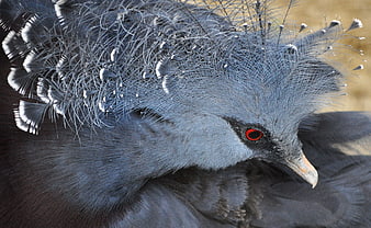 Close-up of a Western Crowned Pigeon with intricate blue crest