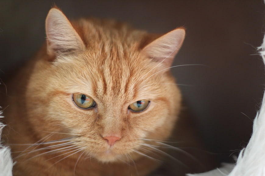 Close-up portrait of an orange tabby cat with green eyes