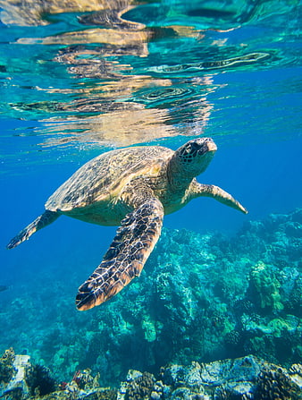 Sea turtle swimming underwater near coral reef