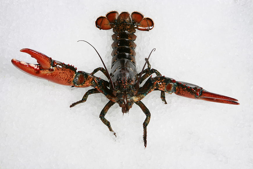 Fresh Red Lobster on Crushed Ice Background