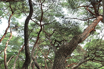 Low angle view of ancient pine trees in Korean forest