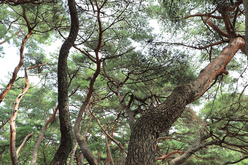 Low angle view of ancient pine trees in Korean forest