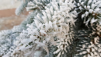 Close-up of frost-covered pine needles in winter