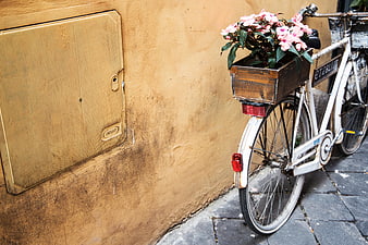 Vintage white bicycle with pink flowers in wooden box