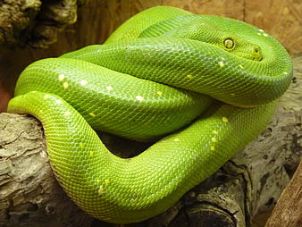Coiled Green Tree Python Resting On Weathered Log