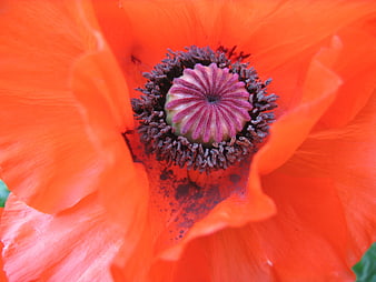 Close-up of vibrant red poppy flower center