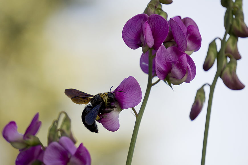 Bumblebee Pollinating Purple Sweet Pea Flowers