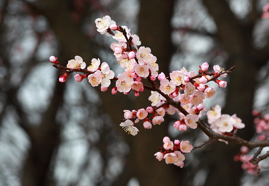 Pink Plum Blossoms on Branch with Soft Blurred Background