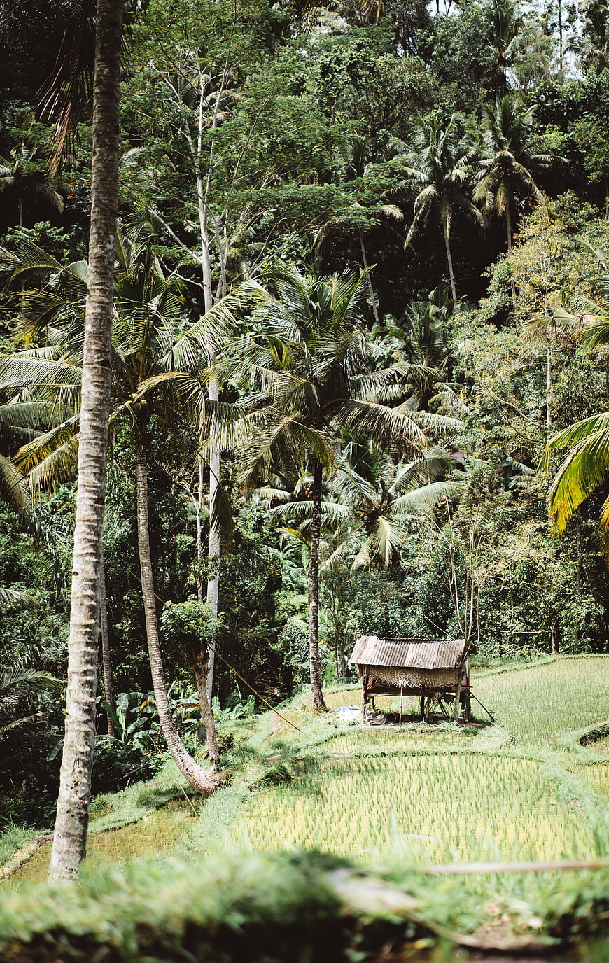 Tropical Rice Terraces with Thatched Hut and Palm Trees