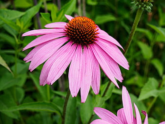 Close-up of Pink Purple Coneflower in Green Garden