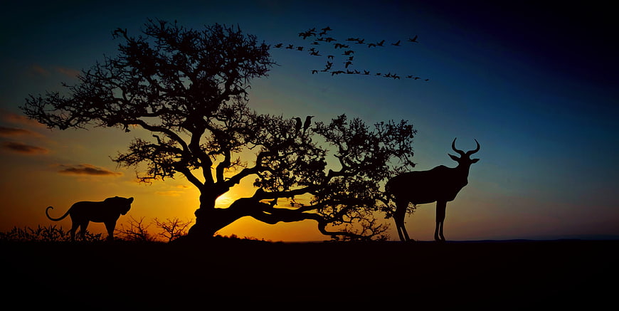 Silhouette of African Wildlife at Sunset with Acacia Tree