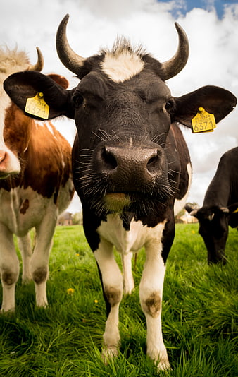 Close-up of black and white cow with horns in green pasture