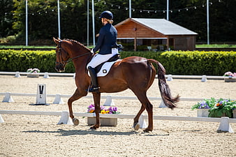 Equestrian Dressage Rider on Chestnut Horse in Arena