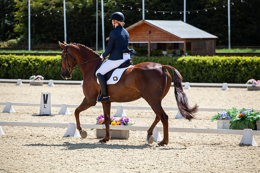Equestrian Dressage Rider on Chestnut Horse in Arena