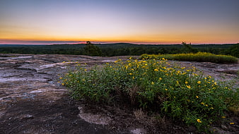 Yellow wildflowers on rocky outcrop at sunset