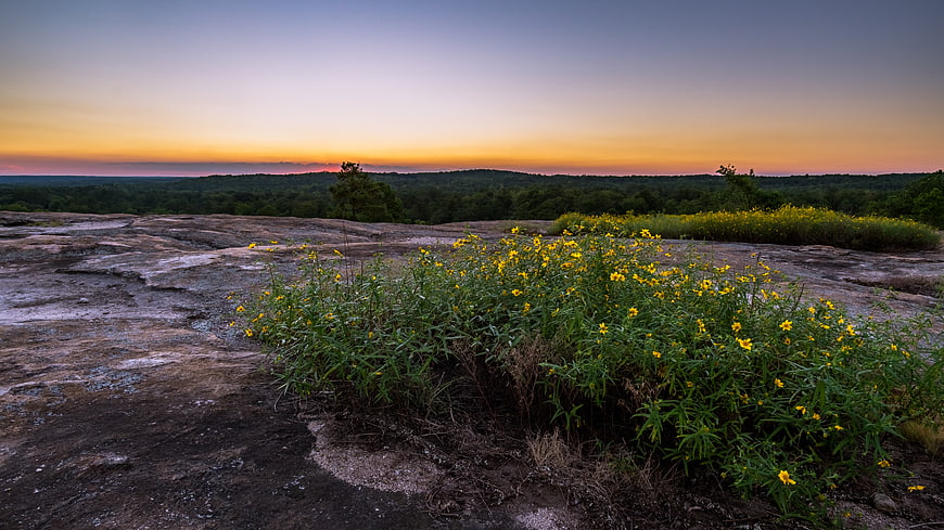 Yellow wildflowers on rocky outcrop at sunset