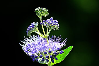 Close-up of purple mistflower with green buds and leaves