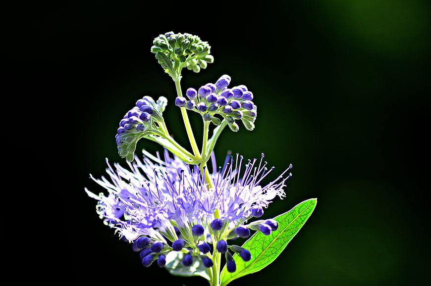 Close-up of purple mistflower with green buds and leaves