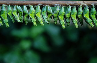 Green butterfly chrysalises hanging in a row on a branch
