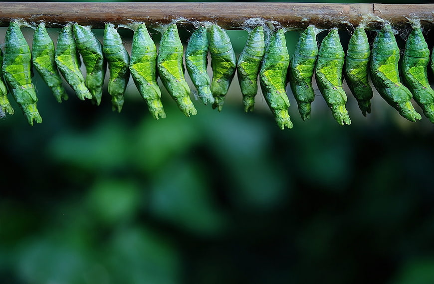 Green butterfly chrysalises hanging in a row on a branch
