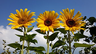 Three Vibrant Sunflowers Blooming Against A Bright Blue Summer Sky