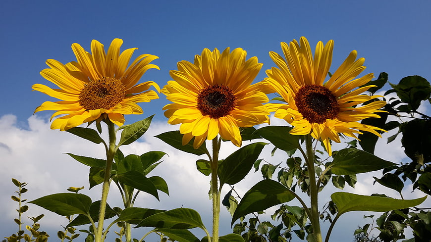 Three Vibrant Sunflowers Blooming Against A Bright Blue Summer Sky