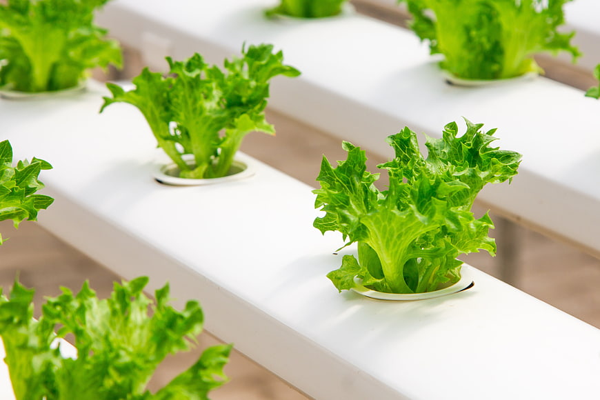 Hydroponic Lettuce Growing in White Indoor Farming System