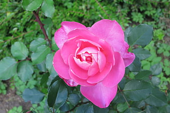 Vibrant Pink Rose Bloom in Green Garden
