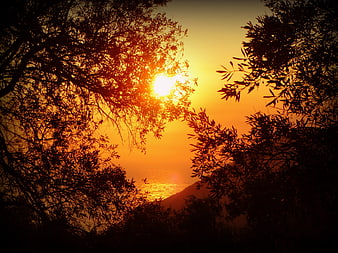 Golden Sunset Through Silhouetted Olive Tree Branches