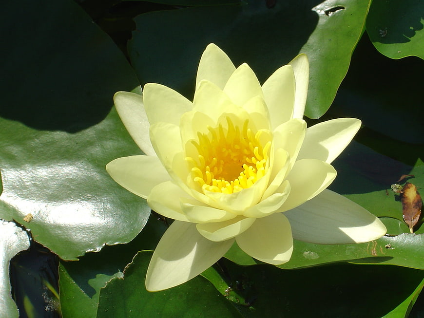 Yellow Water Lily Flower Blooming On Green Pond Leaves