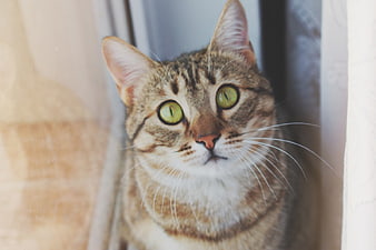 Close-up portrait of a curious tabby cat with green eyes