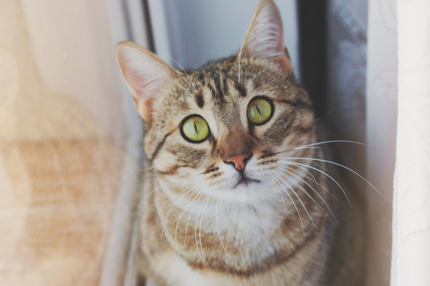 Close-up portrait of a curious tabby cat with green eyes