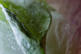 Macro shot of frozen green leaf encased in ice crystals