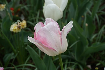 Pink and White Tulip in Spring Garden