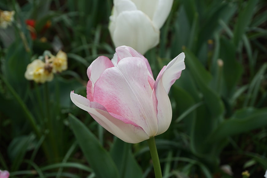 Pink and White Tulip in Spring Garden