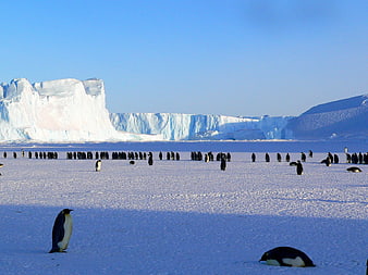 Emperor penguins on Antarctic ice shelf with glacier background