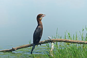 Cormorant perched on branch by lake with open beak
