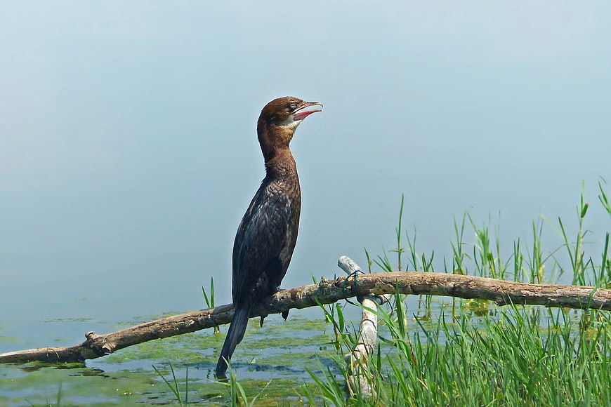 Cormorant perched on branch by lake with open beak