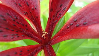 Close-up of a deep red lily with black spots
