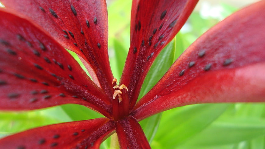 Close-up of a deep red lily with black spots
