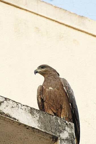 Black Kite Perched on Concrete Ledge Against Beige Wall