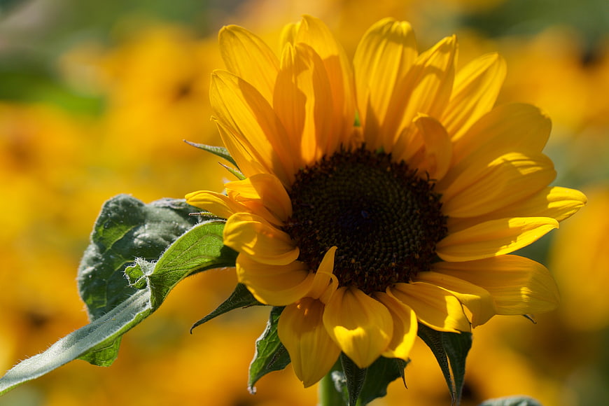 Close-up of a vibrant yellow sunflower in a sunny field