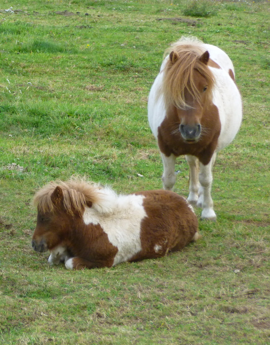 Two cute miniature horses resting in a green meadow