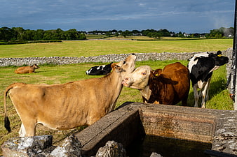 Cows in a Green Pasture with Stone Walls