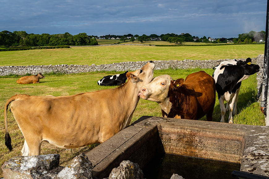 Cows in a Green Pasture with Stone Walls