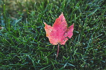 Red Maple Leaf on Green Grass in Autumn