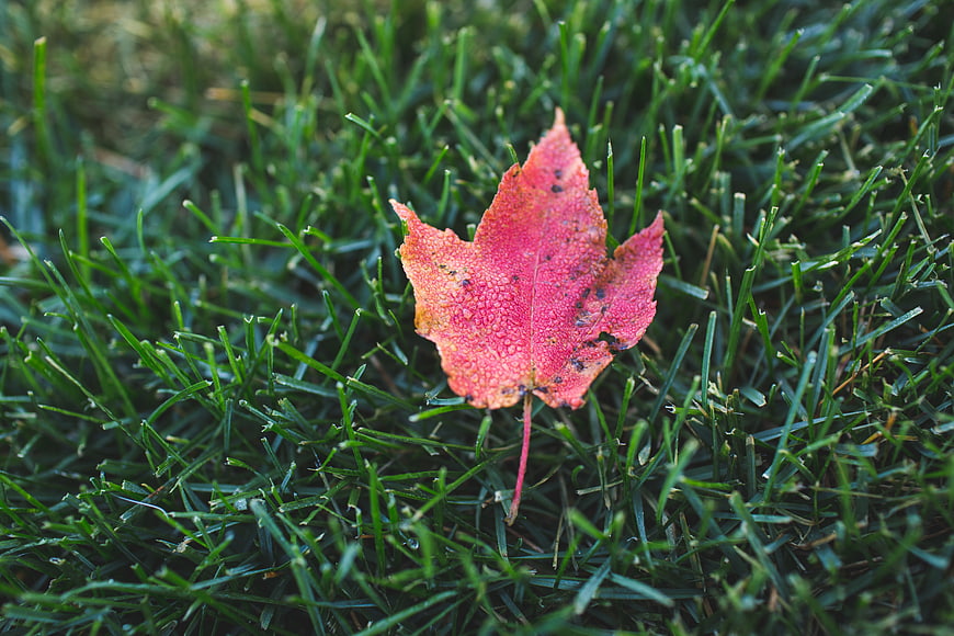 Red Maple Leaf on Green Grass in Autumn