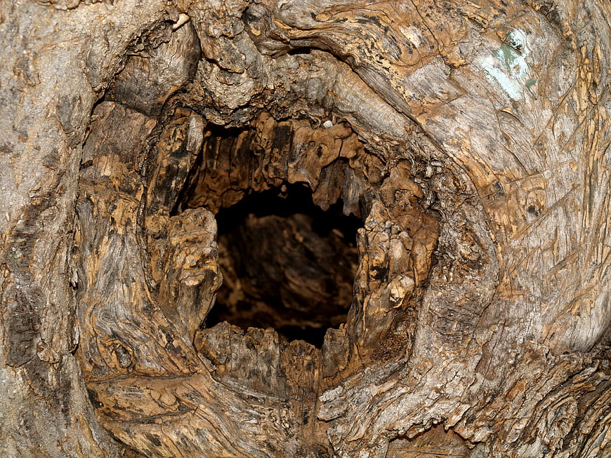 Close-up of weathered olive tree trunk with hollow knot