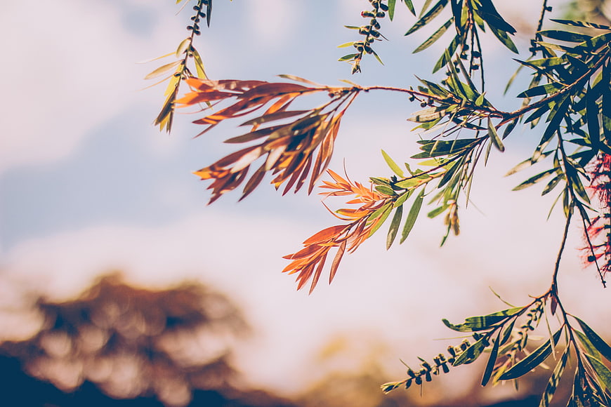 Sunlit Eucalyptus Branches Against Soft Blue Sky