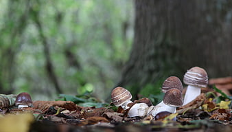 Wild mushrooms growing in autumn forest leaves